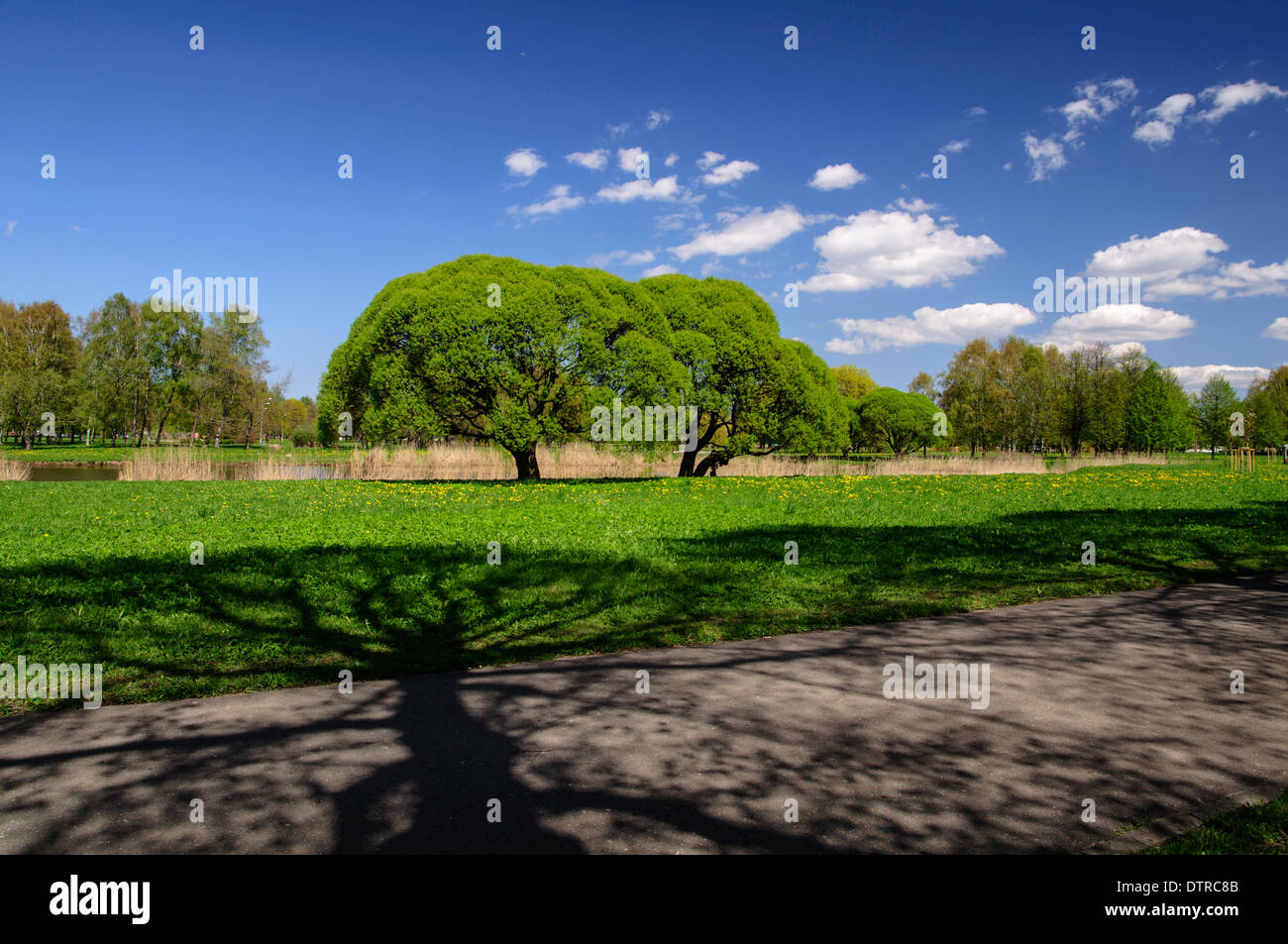 Ein großer Schatten eines Baumes in der Straße und ein paar der gleichen Bäume im Hintergrund in einem Park von Riga Stadt. Stockfoto