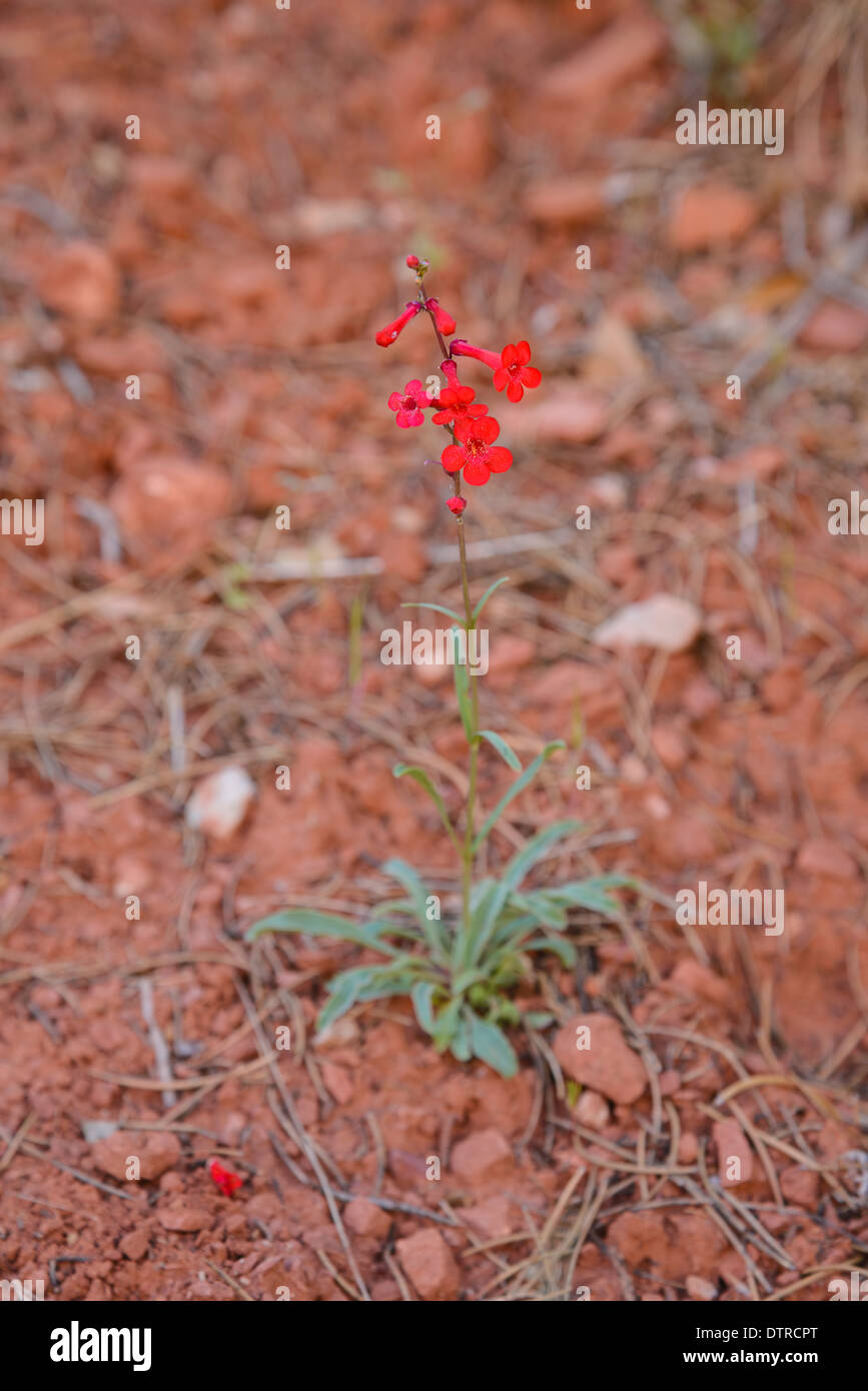 Utah Penstemon, Penstemon Utahensis, Wildblumen, Zion Nationalpark, Utah, USA Stockfoto