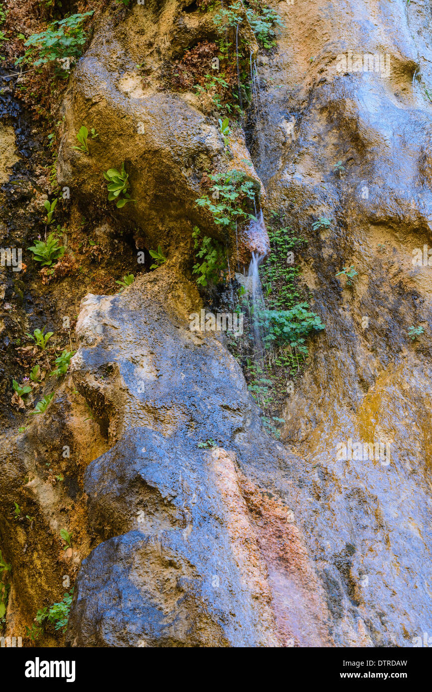 Hängenden Gärten von Weeping Rock, Zion Nationalpark, Utah, USA Stockfoto