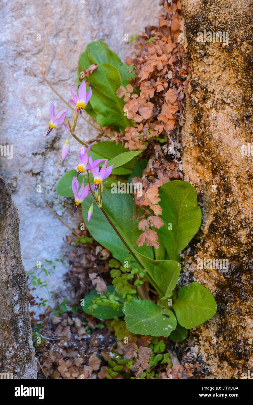 Zion Sternschnuppe, Dodecatheon Pulchellum, Wildblumen, Weeping Rock, Zion Nationalpark, Utah, USA Stockfoto