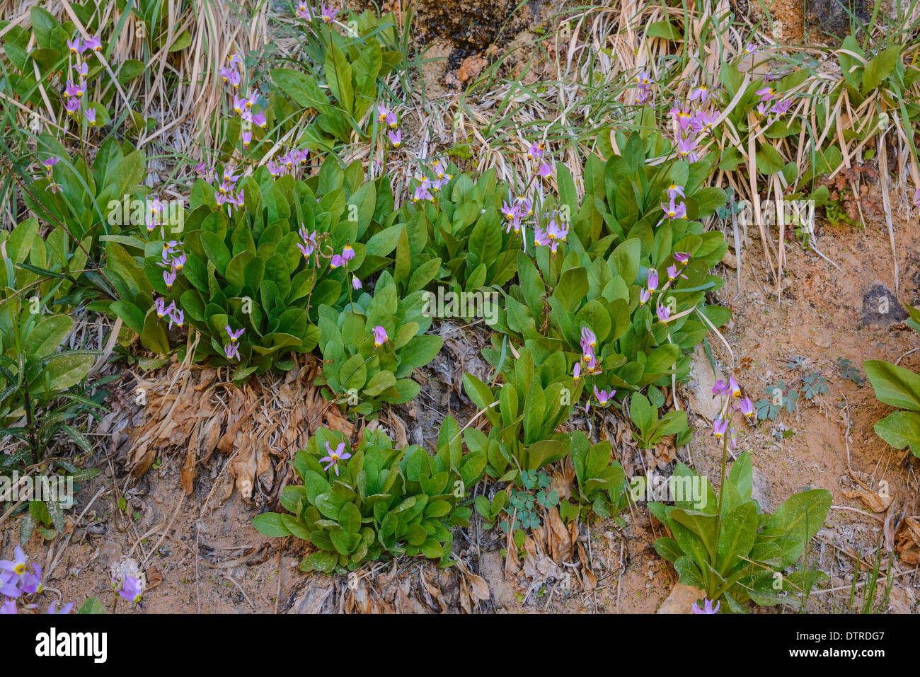 Zion Sternschnuppe, Dodecatheon Pulchellum, Wildblumen, Weeping Rock, Zion Nationalpark, Utah, USA Stockfoto