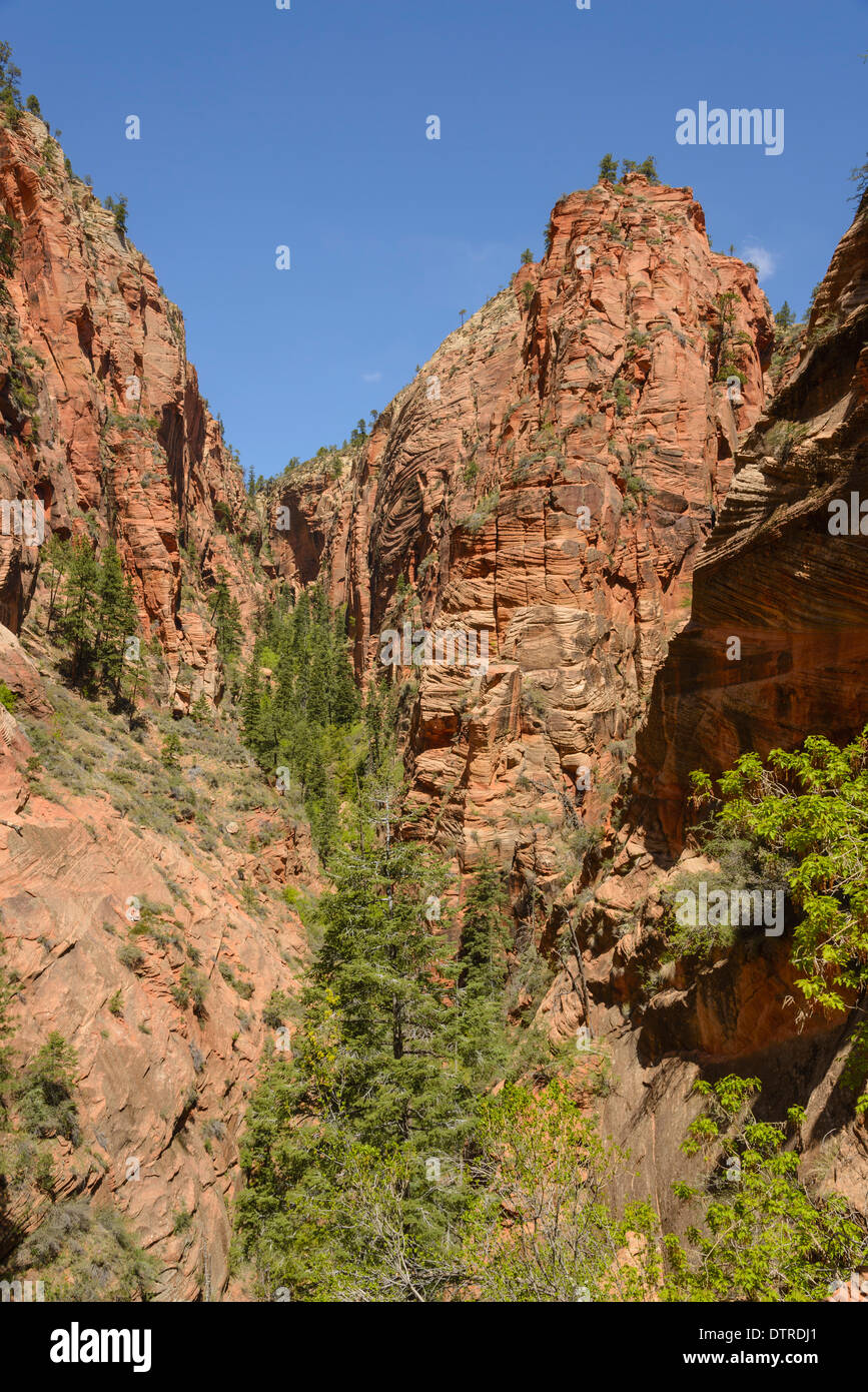 Canyon auf dem Trail zu Angels Landing, Zion Nationalpark, Utah, USA Stockfoto