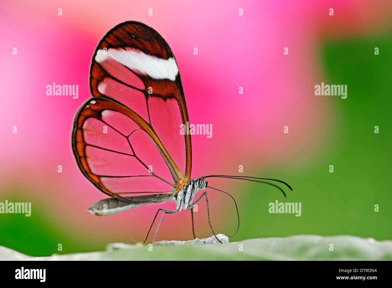 Glasswing Butterfly / (Greta Oto) / Glasswinged Schmetterling, side Stockfoto