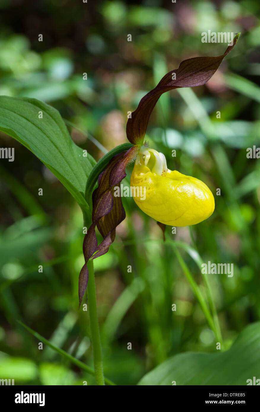 Frauenschuh-Blume Stockfoto