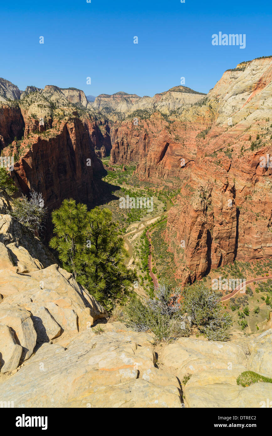 Ansicht des Zion Canyon von Angels Landing, Zion Nationalpark, Utah, USA Stockfoto