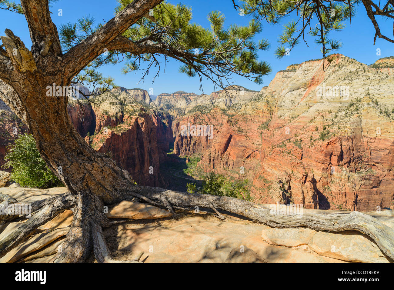 Kiefer Baum und Blick auf den Zion Canyon von Angels Landing, Zion Nationalpark, Utah, USA Stockfoto