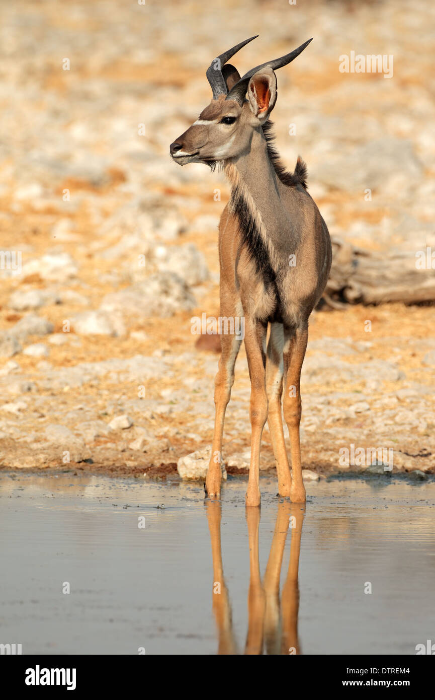 Kudu Antilope (Tragelaphus Strepsiceros) an einer Wasserstelle, Etosha Nationalpark, Namibia Stockfoto