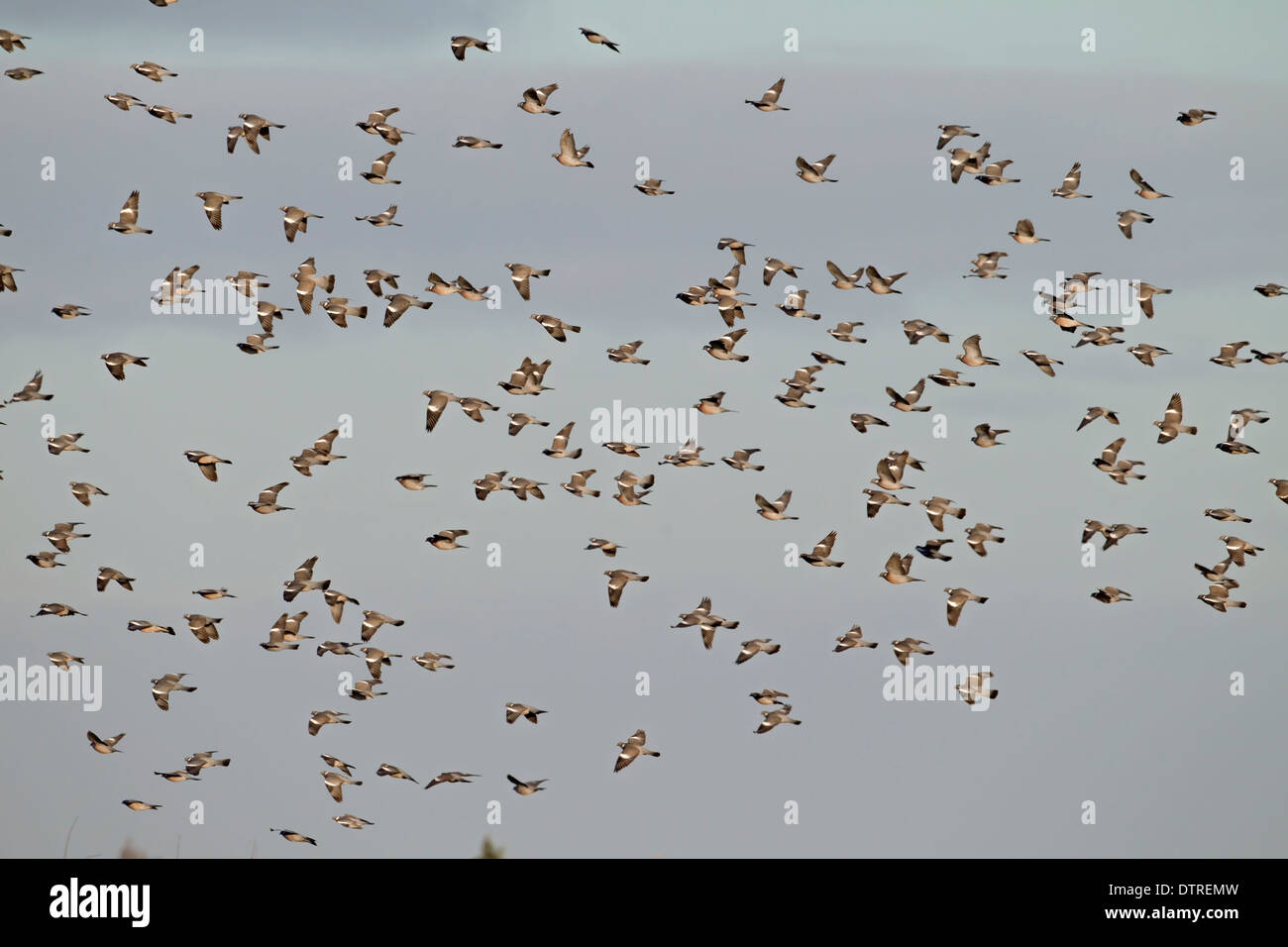 Ringeltaube Columba Palumbus Winter Herde im Flug über Getreide zu beschneiden, wo Fütterung, Norfolk UK Stockfoto