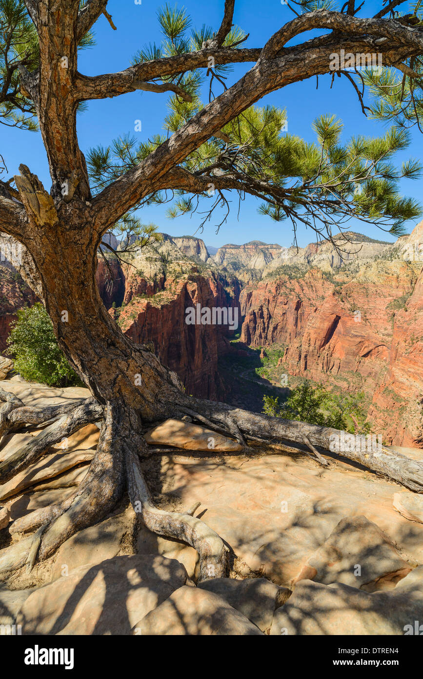 Kiefer Baum und Blick auf den Zion Canyon von Angels Landing, Zion Nationalpark, Utah, USA Stockfoto