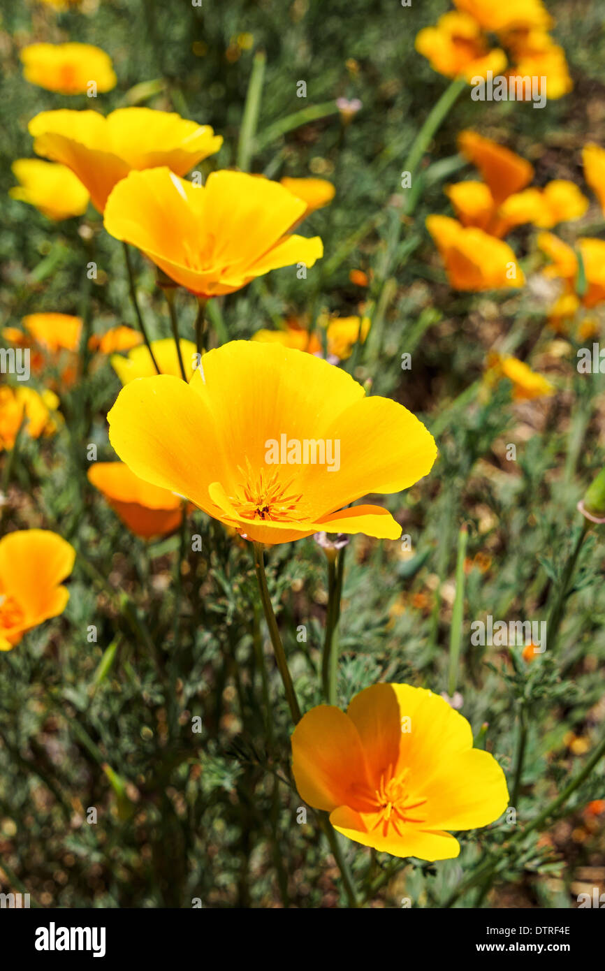 Blumen auf der Kanarischen Insel Teneriffa Stockfoto