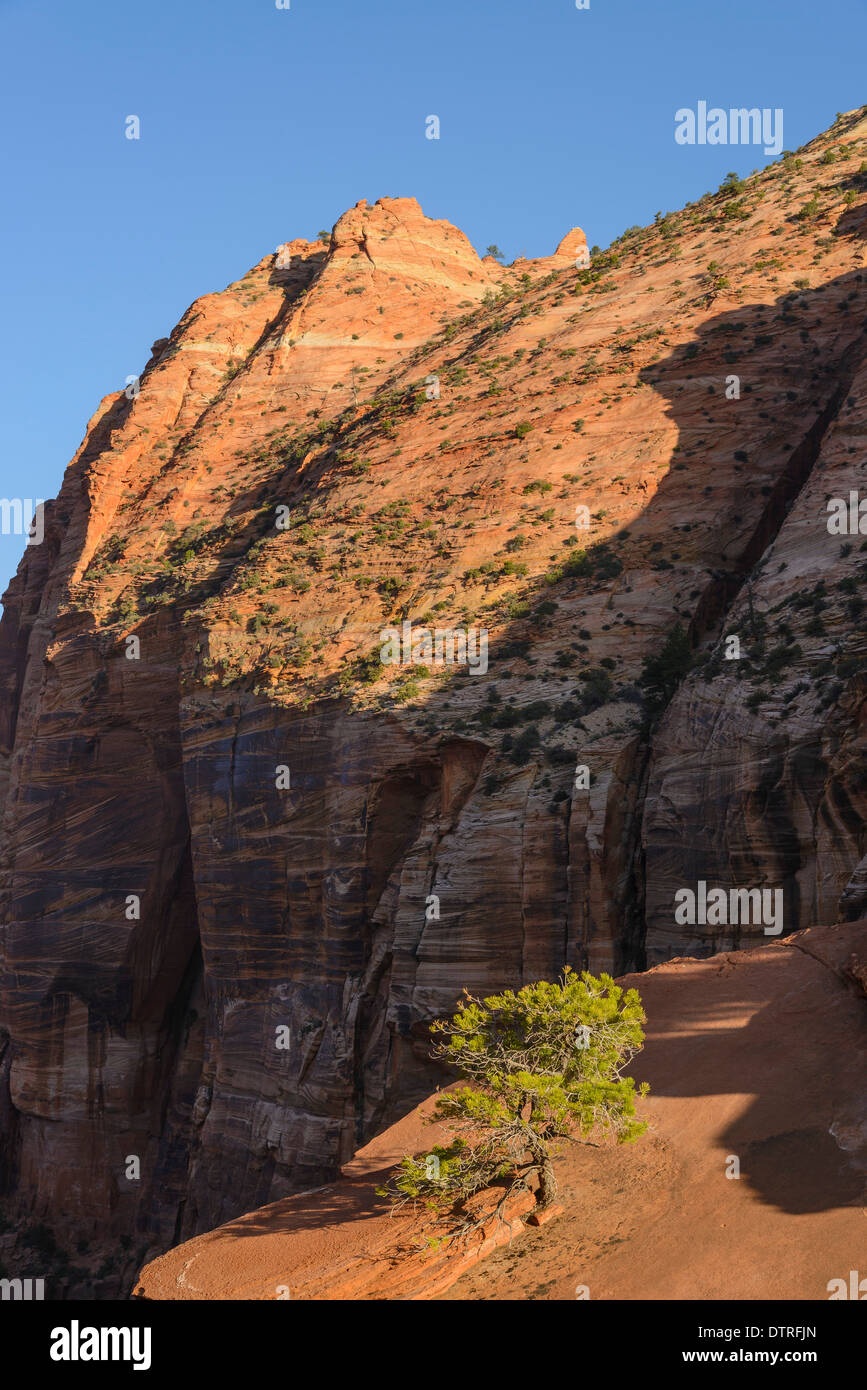 Aussicht vom Canyon Overlook Trail, Zion Nationalpark, Utah, USA Stockfoto