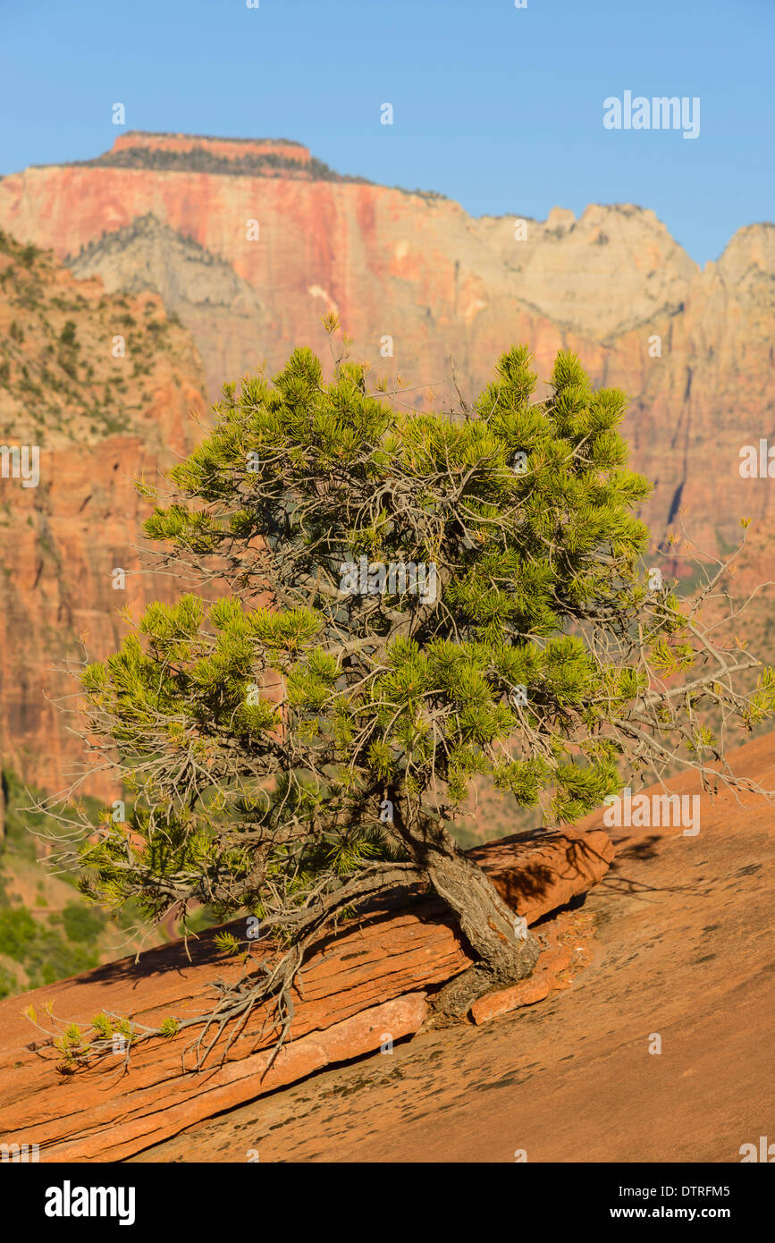 Kiefer wächst aus Slickrock, Canyon Overlook Trail, Zion Nationalpark, Utah, USA Stockfoto