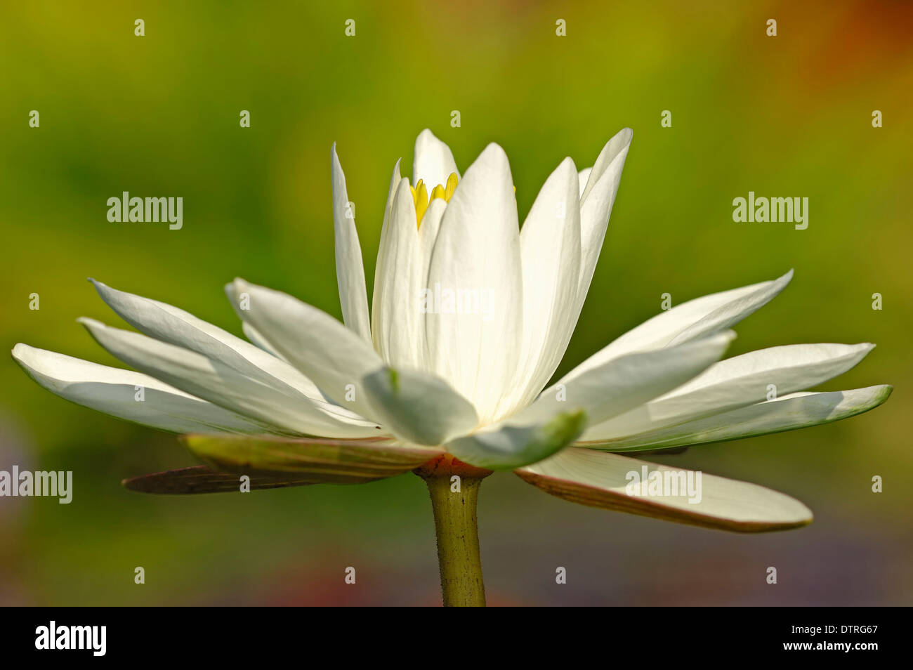 Weißen ägyptischen Lotus / (Nymphaea Lotus) / Tiger Lotus, White Lotus, ägyptischen weiße Wasserlilie Stockfoto