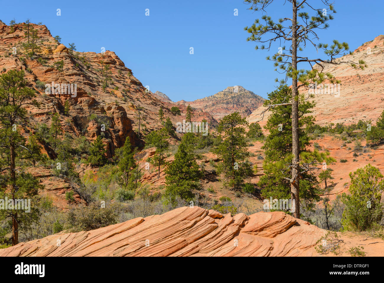 Zion Plateau, östlichen Abschnitt der Zion Nationalpark, Utah, USA Stockfoto