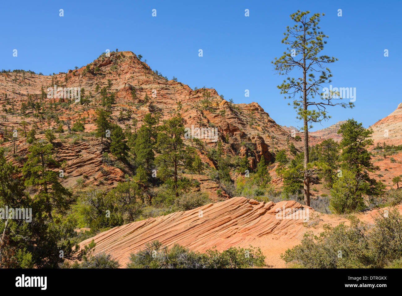 Zion Plateau, östlichen Abschnitt der Zion Nationalpark, Utah, USA Stockfoto