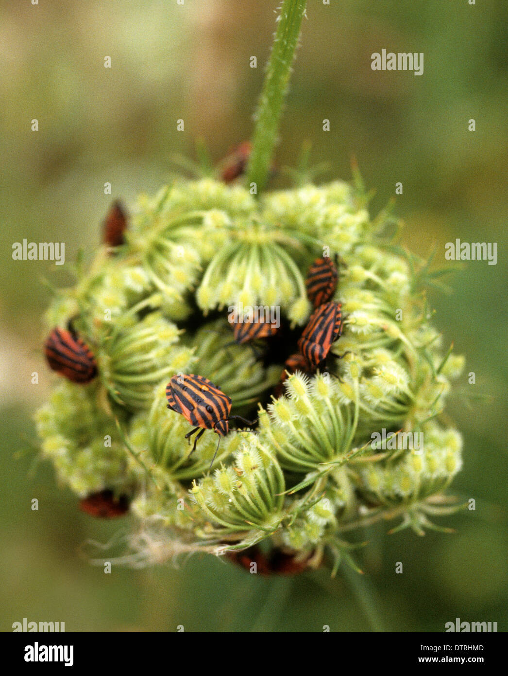 Gestreiften Schild Bug (Graphosoma Lineatum) in Frankreich Stockfoto