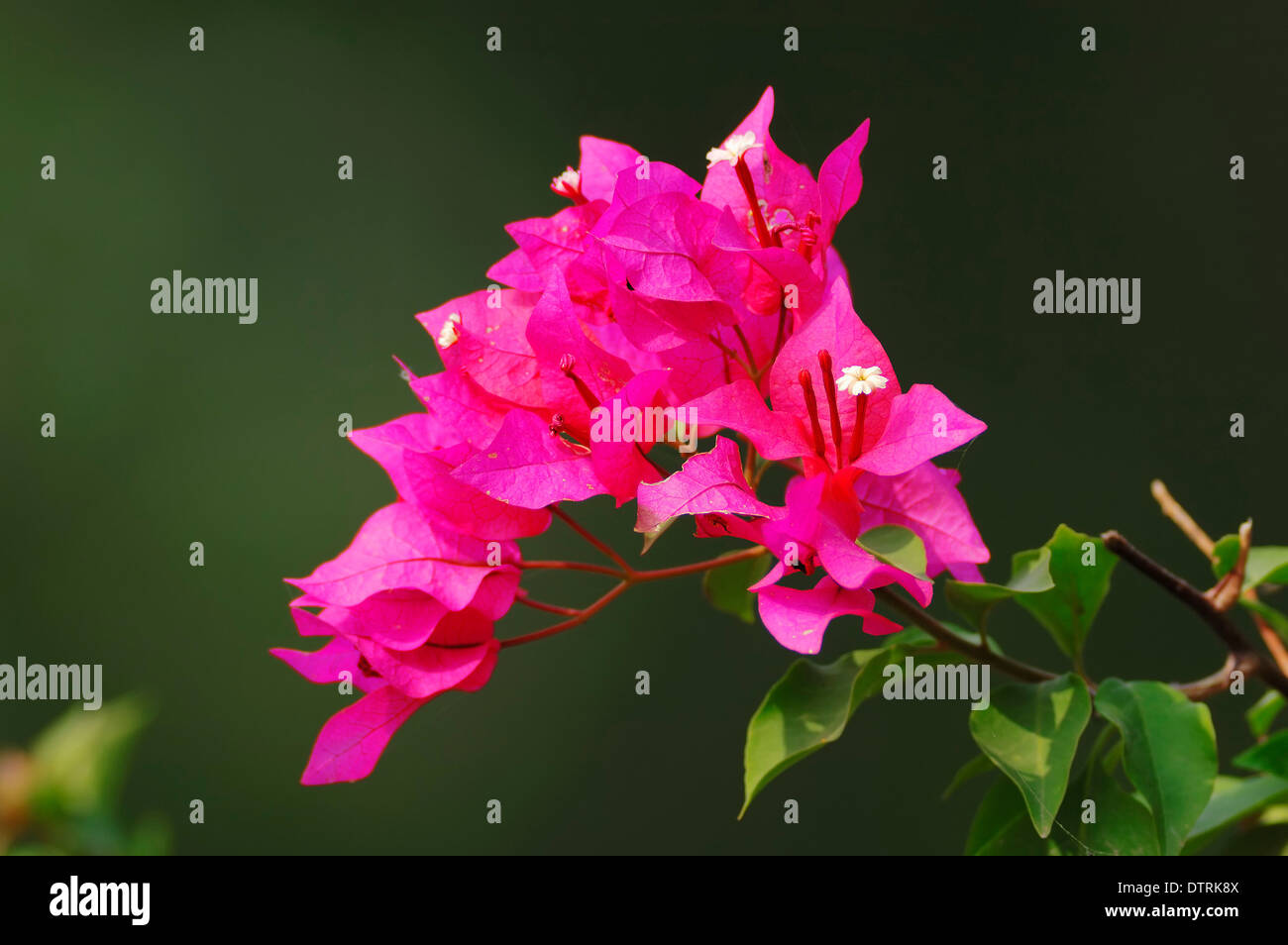 Bougainvillea / (Bougainvillea Glabra) Stockfoto