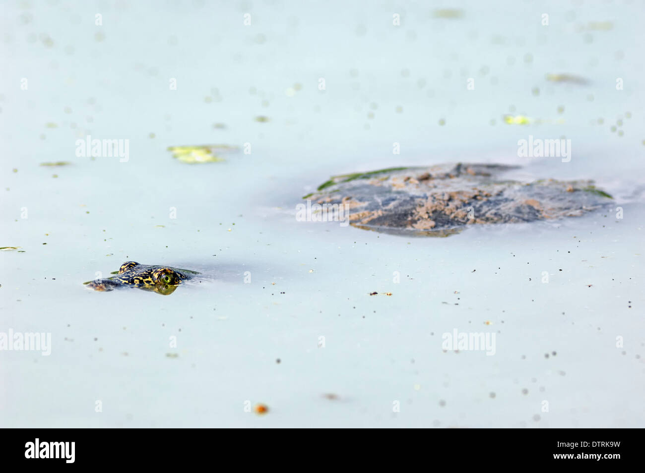 Indische Flapshell Schildkröte, Keoladeo Ghana Nationalpark, Rajasthan, Indien / (Lissemys Trommler) / indischen Schlamm Schildkröte Stockfoto