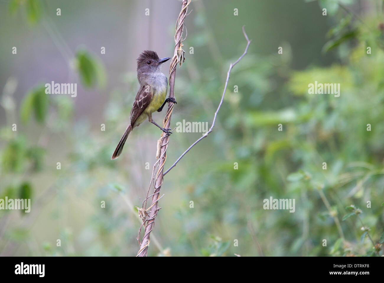 Apikalen Flycatcher (Myiarchus Apicalis) eine kolumbianische endemische Vogelarten, Magdalena-Tal, Kolumbien. Stockfoto
