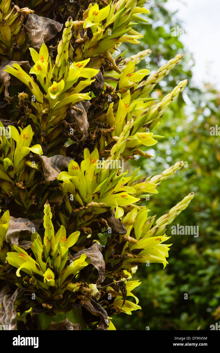 Terrestrische bromelie -Fotos und -Bildmaterial in hoher Auflsung  Alamy