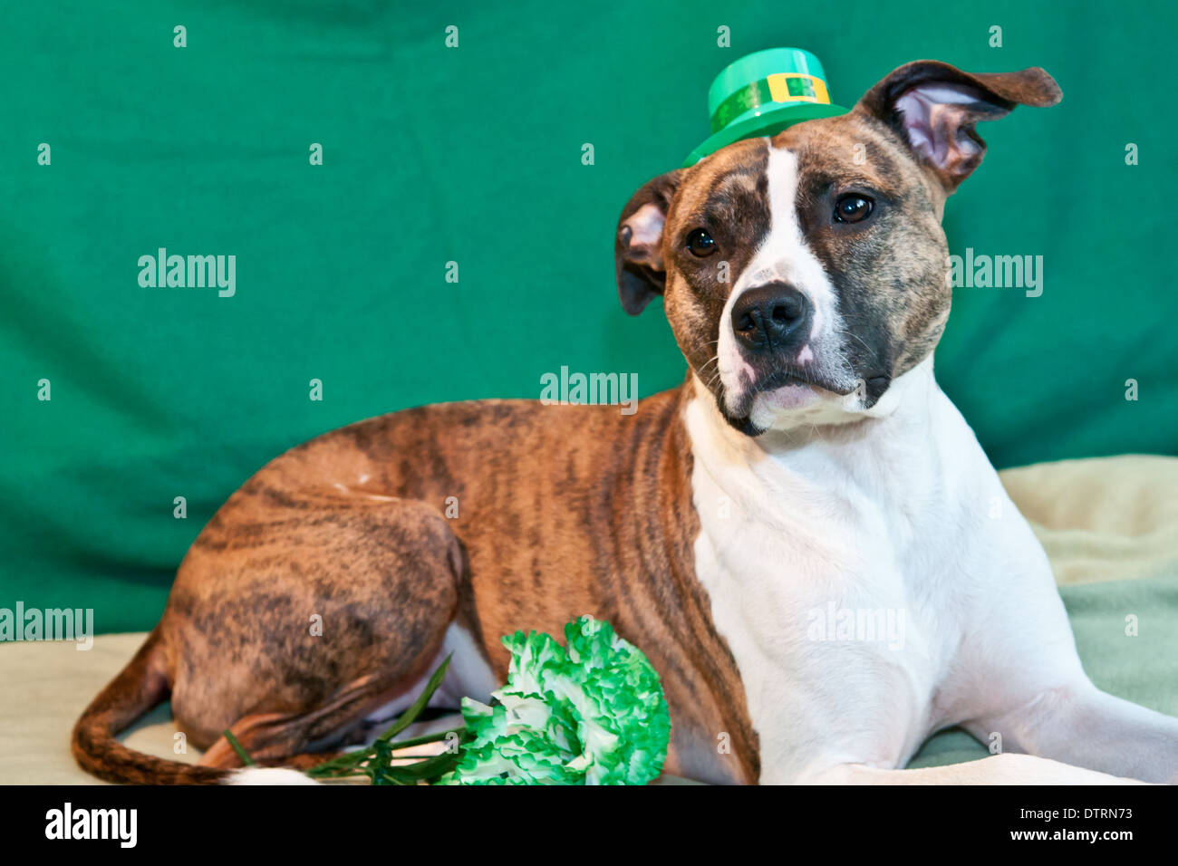 St. Patricks Day Hund Stockfoto