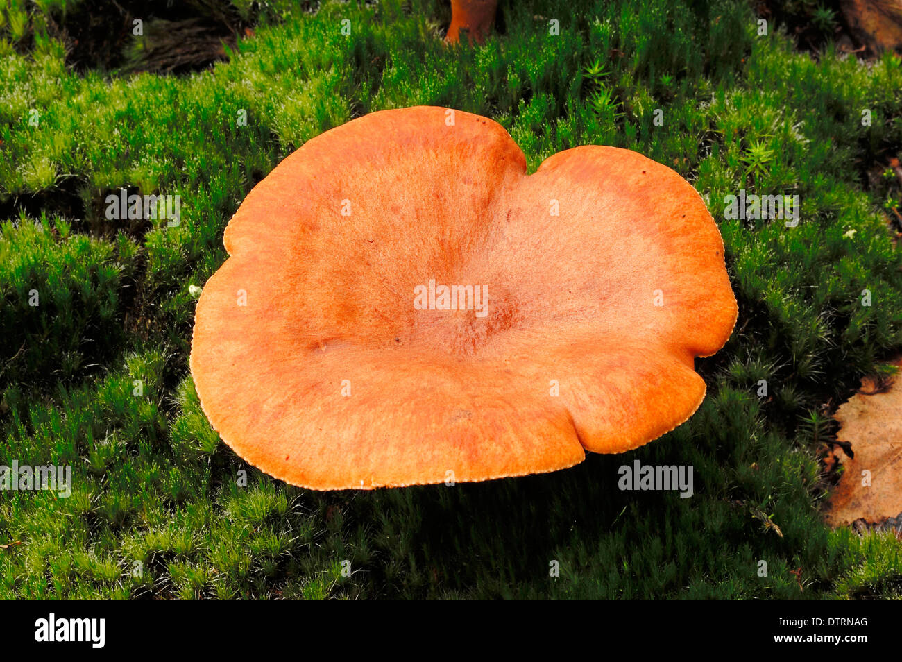 Rufous Milch Cap, North Rhine-Westphalia, Deutschland / (Lactarius Rufus) / Rufous Milkcap Stockfoto