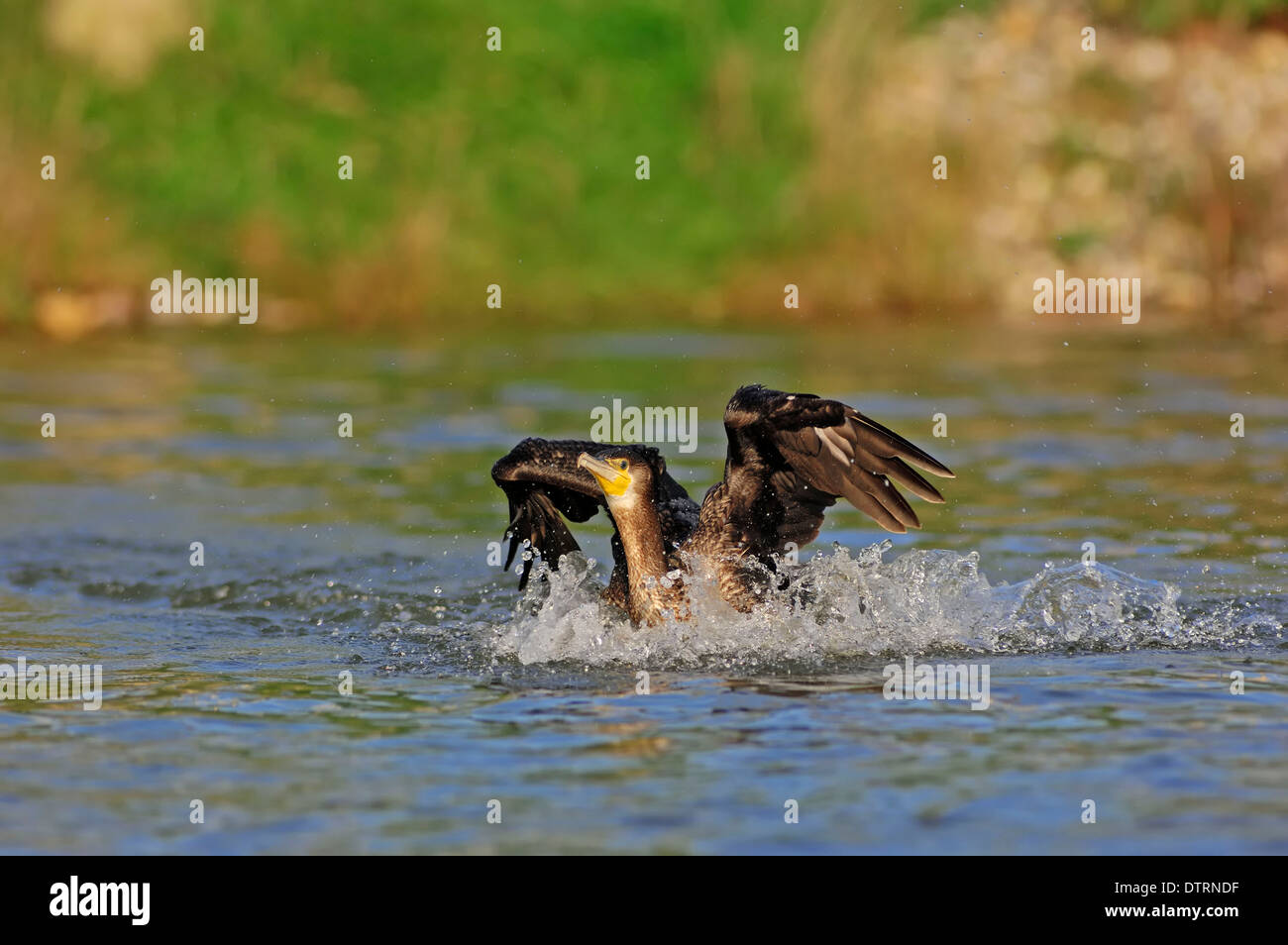 Kormoran, Landung, North Rhine-Westphalia, Deutschland / (Phalacrocorax Carbo) / schwarz-Kormoran Stockfoto