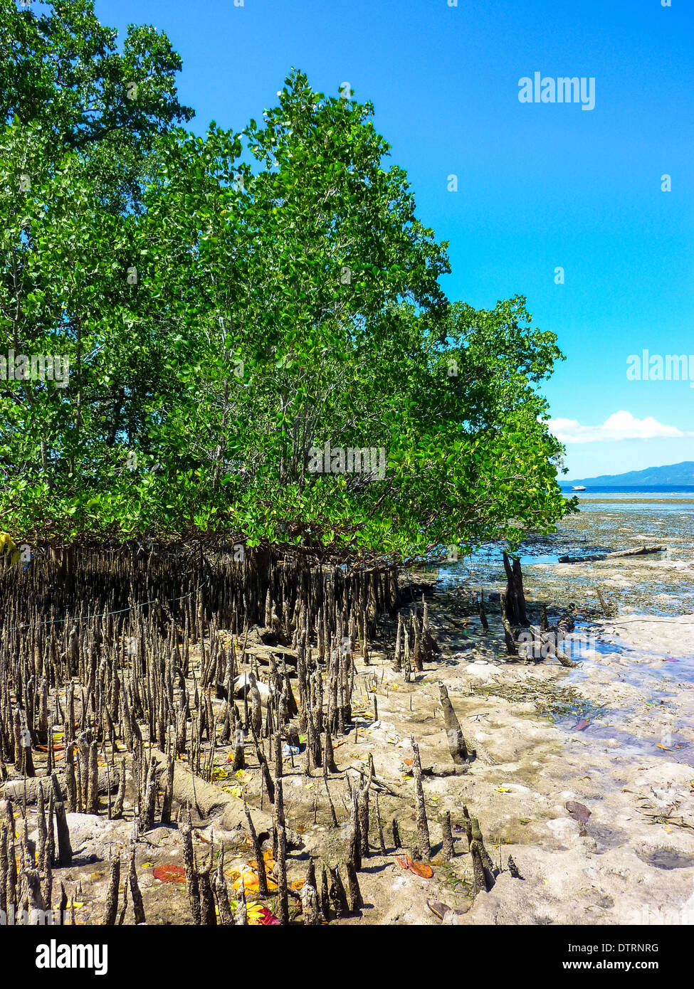 Mangroven auf der Insel Bunaken in Sulawesi, Indonesien Stockfoto