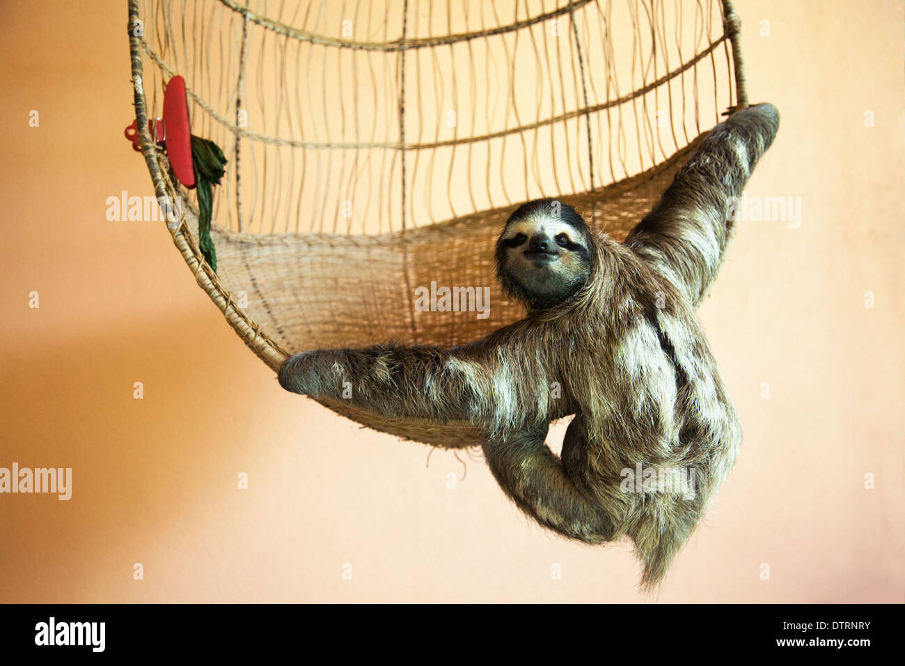 Gerettete Dreizangen-Sloth (Bradypus variegatus), die an einem Korb im Sloth Sanctuary in Costa Rica hängen Stockfoto
