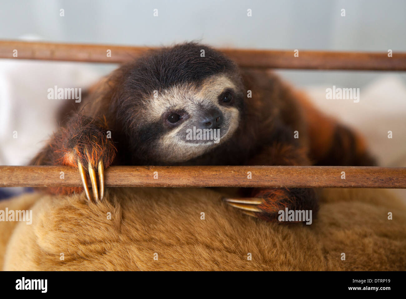 Baby brown-throated Drei-toed Sloth (Bradypus variegatus) während der Spielzeit im Kindergarten Bei einem faultier Heiligtum Stockfoto