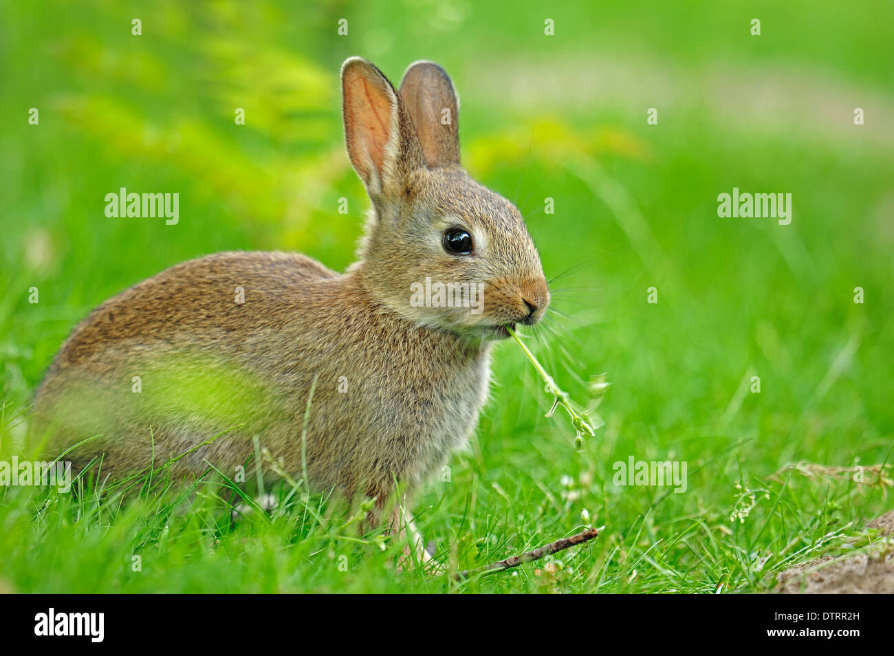 Junge europäische Kaninchen, North Rhine-Westphalia, Deutschland / (Oryctolagus Cuniculus) Stockfoto
