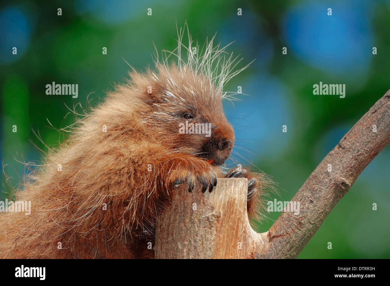 North American Stachelschwein / (Erethizon Dorsatum) / Urson Stockfoto