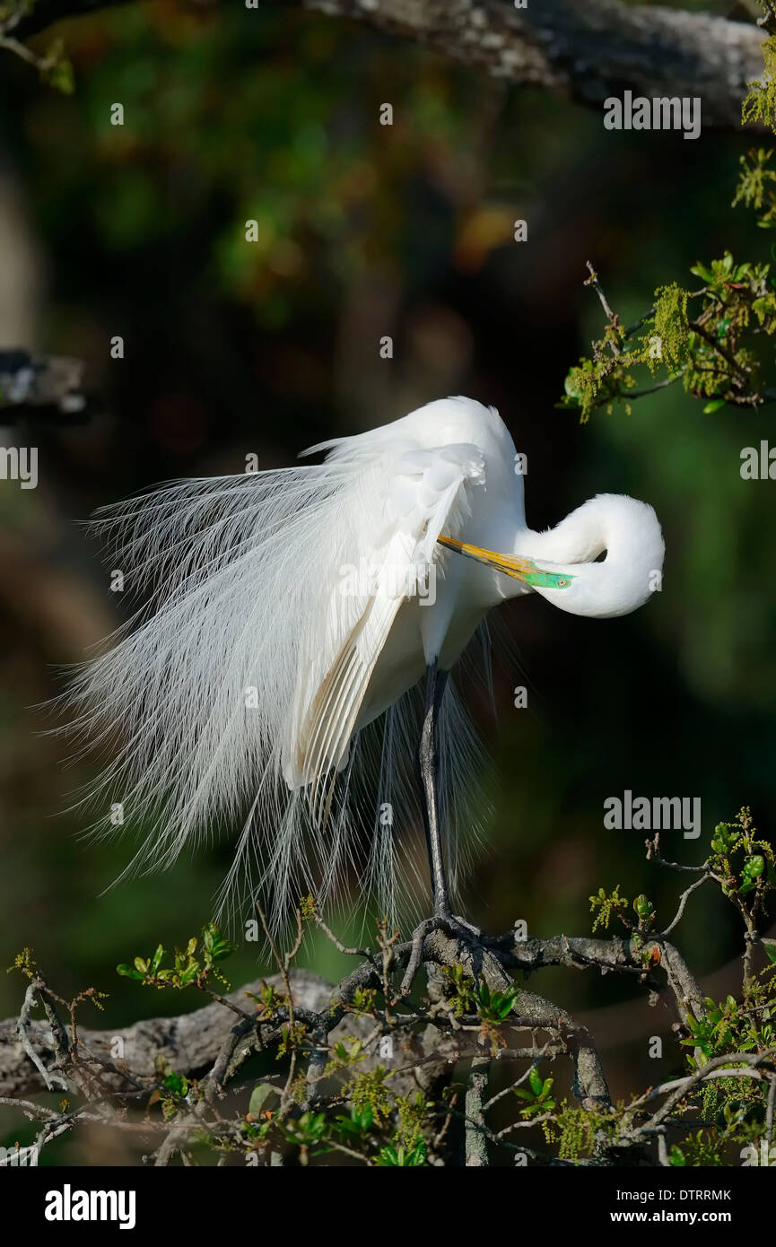 Großer weißer Reiher, Florida, USA / (Casmerodius Albus, Egretta Alba) Stockfoto