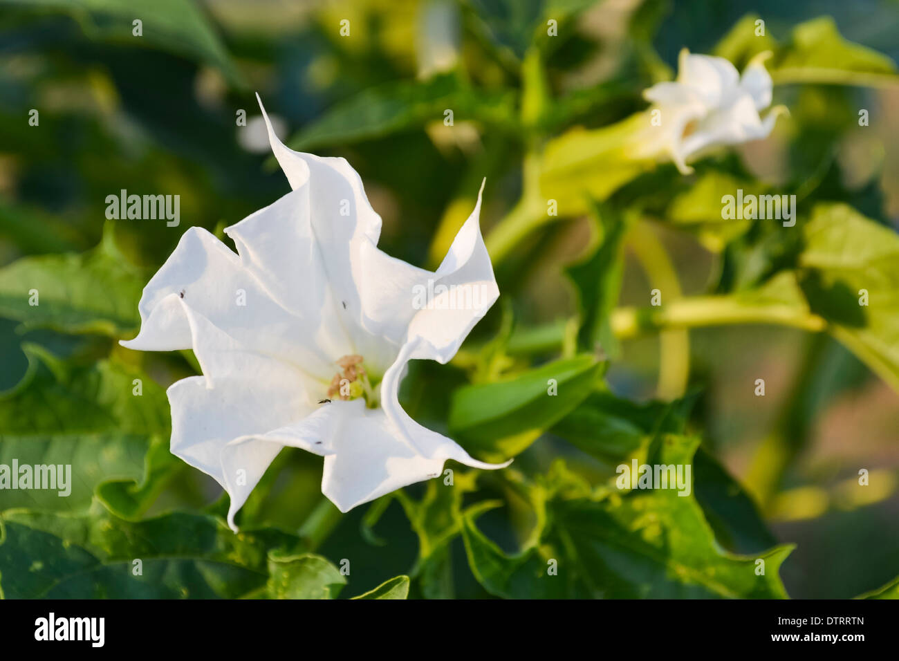 Datura Stramonium, Jimson Unkraut oder datura Stockfoto