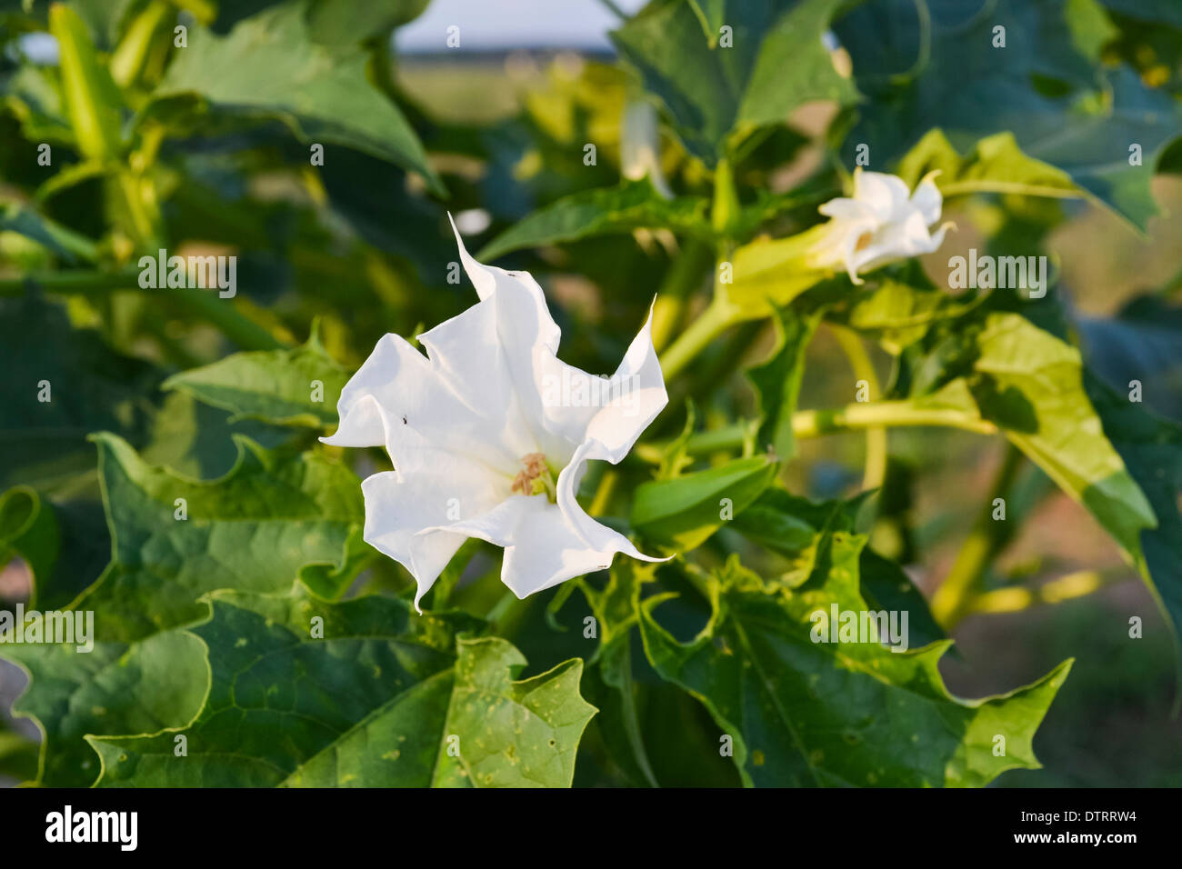 Datura Stramonium, Jimson Unkraut oder datura Stockfoto