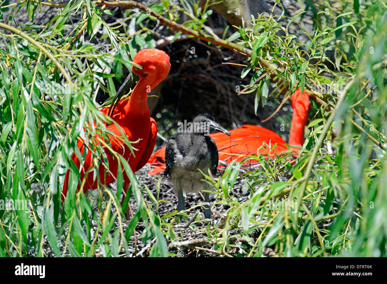 Scarlet Ibis mit jungen im Nest / (Eudocimus Ruber) Stockfoto