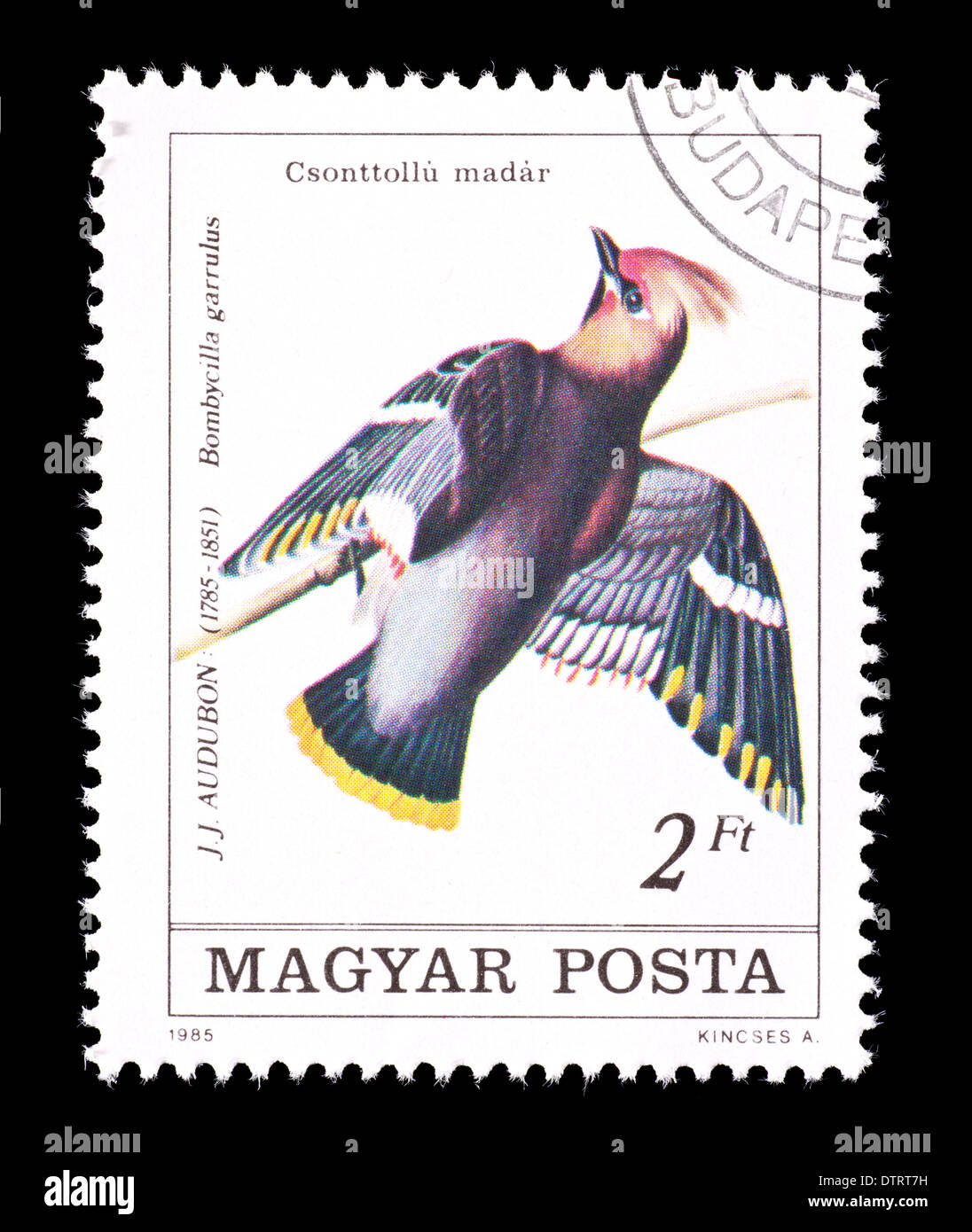 Briefmarke aus Ungarn, die Darstellung einer Zeder Seidenschwanz (Bombycilla Garrulus), ausgestellt für Audubon. Stockfoto
