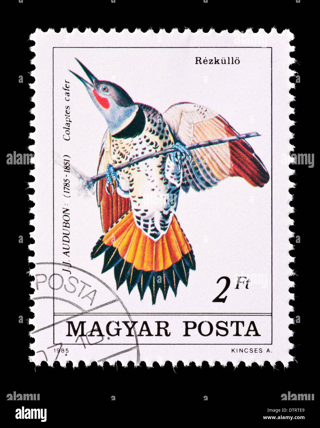 Briefmarke aus Ungarn, die Darstellung einer nördlichen Flimmern (Colaptes Cafer), ausgestellt für Audubon. Stockfoto