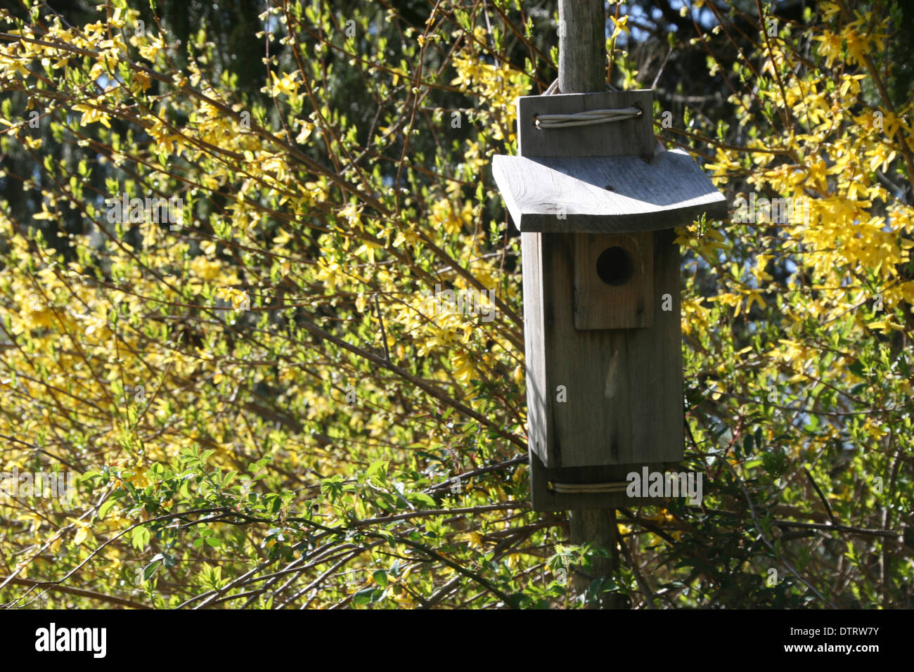 gelben Forsythien mit ein verwittertes Holz Vogelhaus Stockfoto