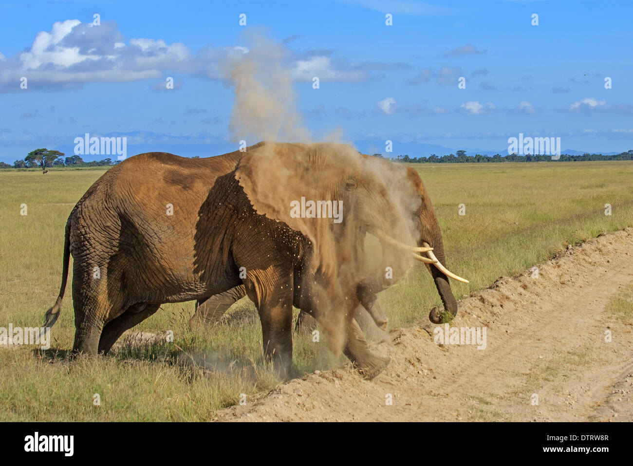 Afrikanischer Elefant Staub Baden im Amboseli Nationalpark, Kenia, Afrika Stockfoto