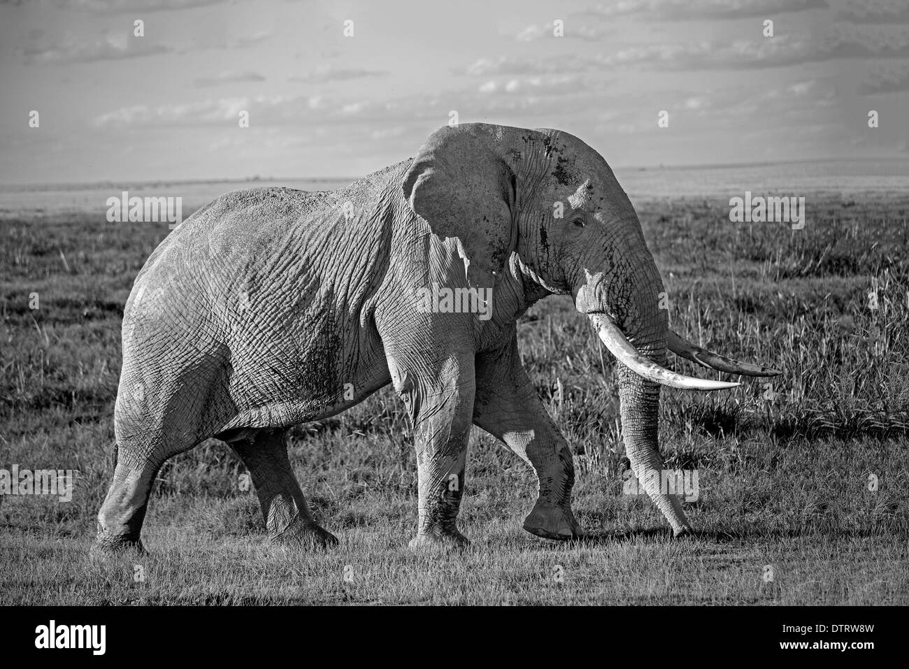 Ein monochromes Bild eines riesigen afrikanischen Elefanten im Amboseli Nationalpark, Kenia, Afrika Stockfoto