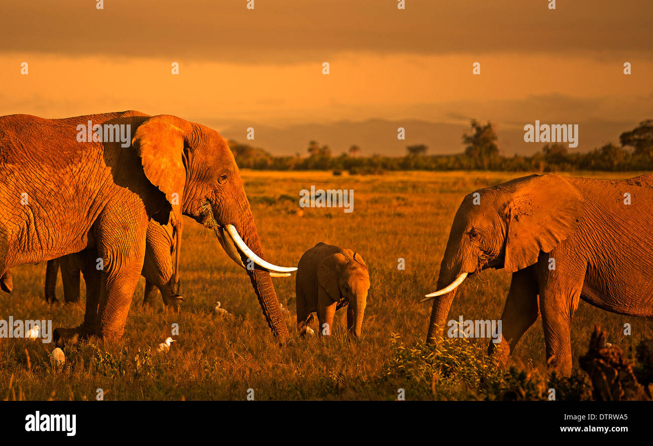 Ein afrikanischer Elefantenfamilie posiert in Amboseli Nationalpark, Kenia, Afrika Stockfoto