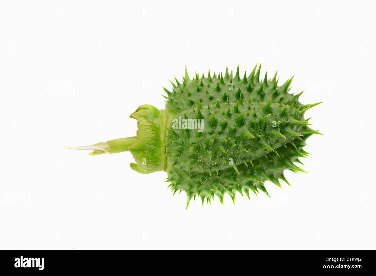 Thorn Apple / (Datura Stramonium) / Jimson Unkraut Stockfoto