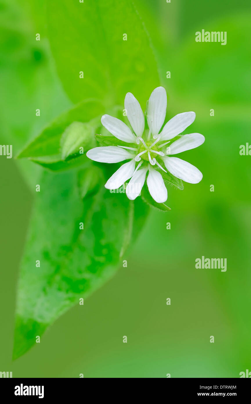 Riesige Vogelmiere, North Rhine-Westphalia, Deutschland / (Stellaria Aquatica, Myosoton Aquaticum) / Wasserdarm Stockfoto