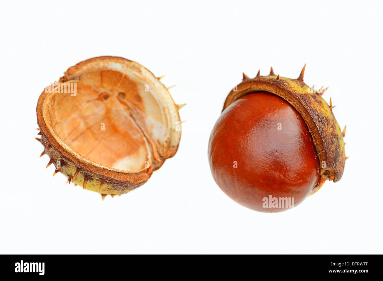 Rosskastanie, Obst / (Aesculus Hippocastanum) Stockfoto