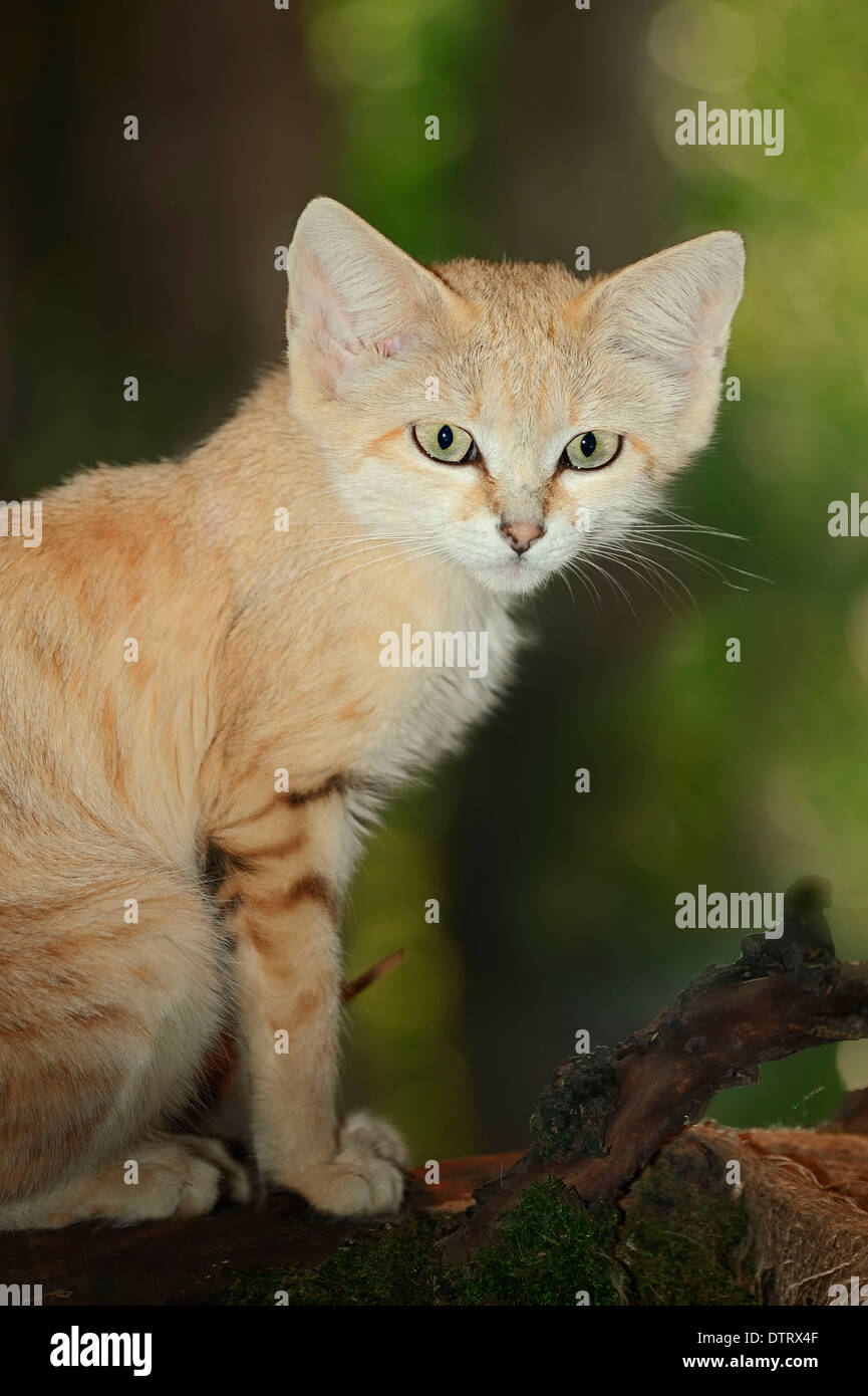 Arabischen Sand Katze / (Felis Margarita Harrisoni) / Wüste Katze  Stockfotografie - Alamy