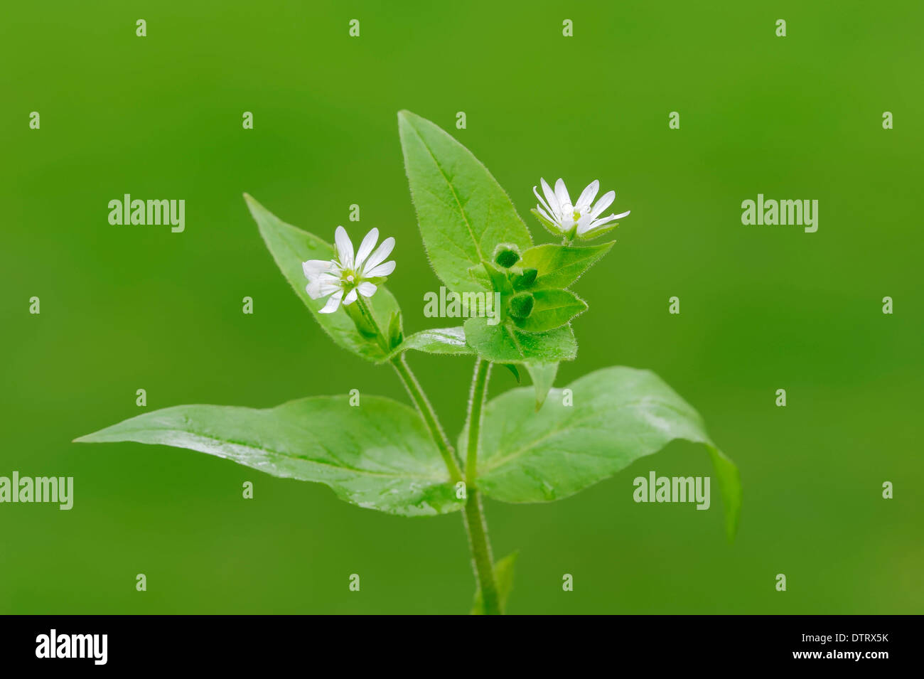 Riesige Vogelmiere, North Rhine-Westphalia, Deutschland / (Stellaria Aquatica, Myosoton Aquaticum) / Wasserdarm Stockfoto