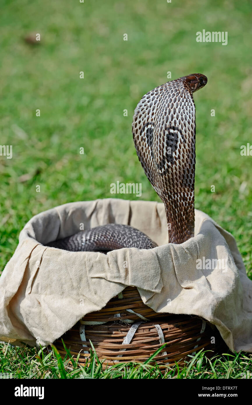 Spectacled Cobra im Korb der Schlangenbeschwörer, New Delhi, Indien / (Naja Naja) / indische Kobra, gemeinsame Cobra, asiatische Kobra, New Dehli Stockfoto