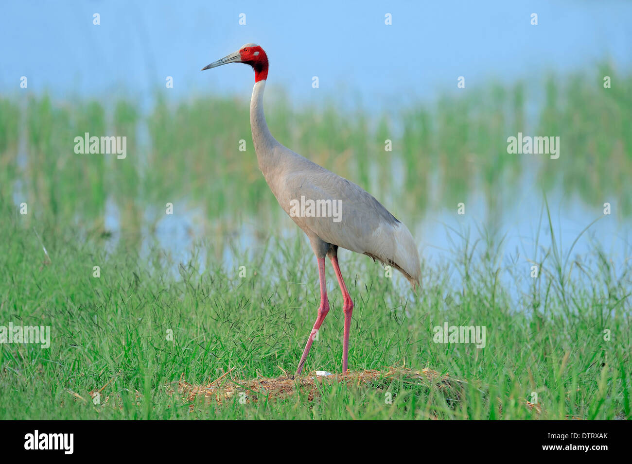 Stilicho Kran auf Nest, Rajasthan, Indien / (Grus Antigone) Stockfoto