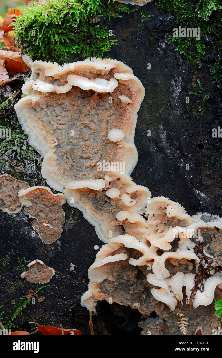 White-Fäule, North Rhine-Westphalia, Deutschland / (Merulius Tremellosus, Phlebia Tremellosa) / Gelee Rot Stockfoto